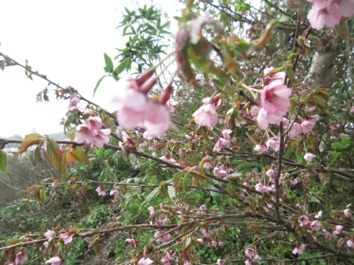 山桜