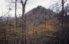 静かな山道（静岡県安倍奥の山）