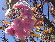 沼津に行って来た。八重桜が咲いていて綺麗だったよ。by ゲストさん
640x482(142KB)