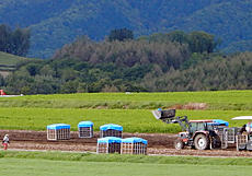 美幌町ではジャガイモ収穫真っ最中。６月に来た時はジャガイモ植えていましたがもう収穫なのね。ついでに玉ネギも収穫中でした。by ゲストさん
640x448(320KB)