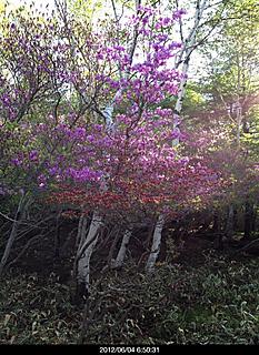 トウゴクミツバツツが咲きシロヤシオも見頃でした。by  kazuo
466x640(136KB)