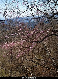 天狗岩、烏帽子岳にまだ赤ヤシオが咲いていました。1by  kazuo
466x640(158KB)