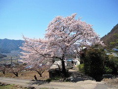 田舎桜
